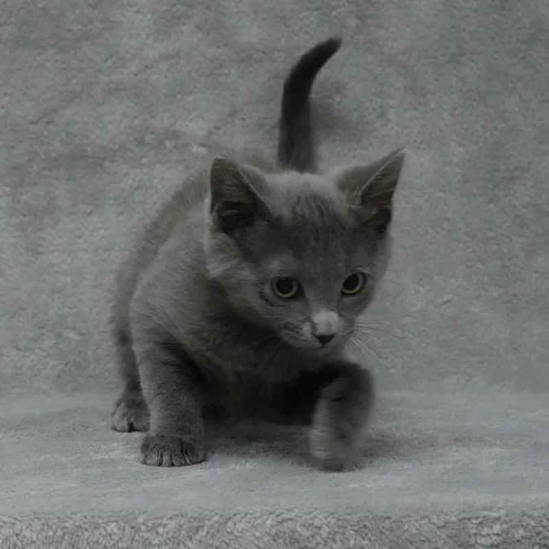A baby small-sized female Gray / Blue / Silver Domestic Short Hair cat named Manhattan for adoption in Sunnyvale, CA