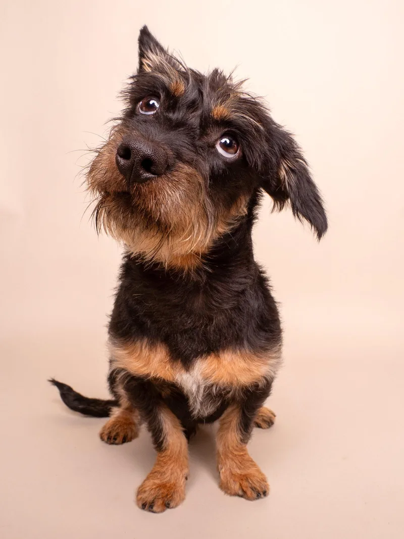 A baby small-sized male Schnauzer dog named Blooper for adoption in Palo Alto, CA