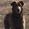 An adult large-sized female Chesapeake Bay Retriever dog named Lydia for adoption in Chino valley, AZ