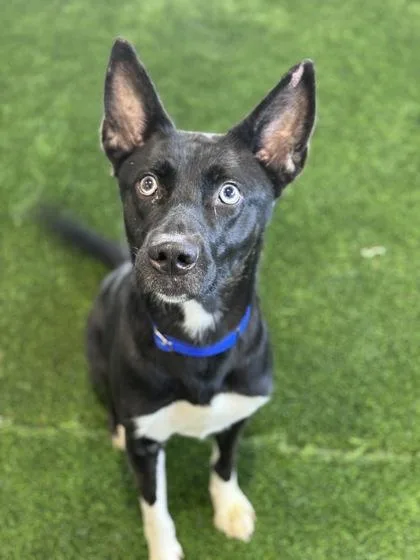 An adult large-sized male Mixed Breed dog named Banjo for adoption in West Chester, PA