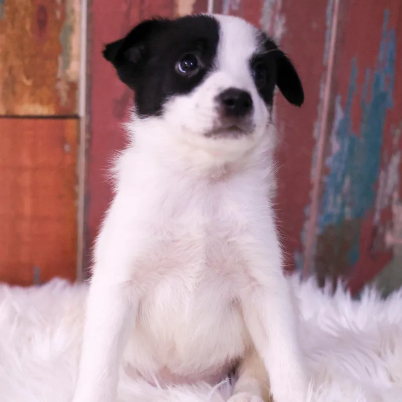 A baby small-sized female White / Cream Mixed Breed dog named Annie for adoption in Casa Grande, AZ