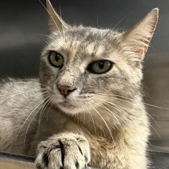 An adult small-sized female Gray / Blue / Silver Domestic Short Hair cat named Dusky for adoption in New York, NY
