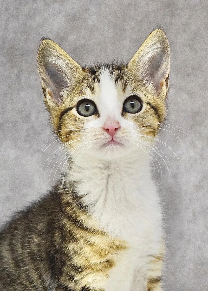A baby medium-sized female Tabby (Brown / Chocolate) Domestic Short Hair cat named Arista for adoption in Dublin, CA