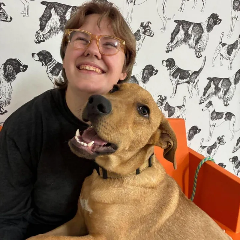 A young medium-sized male Mixed Breed dog named Bronny for adoption in Barrington, NH