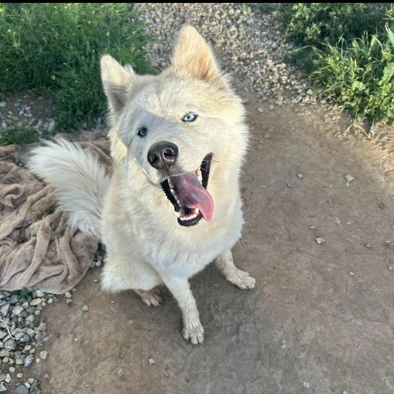 Pablo  Samoyedhusky Mix thumbnail 2