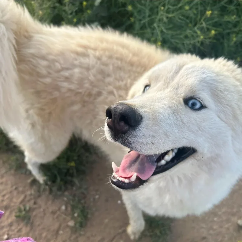 Pablo  Samoyedhusky Mix thumbnail 4