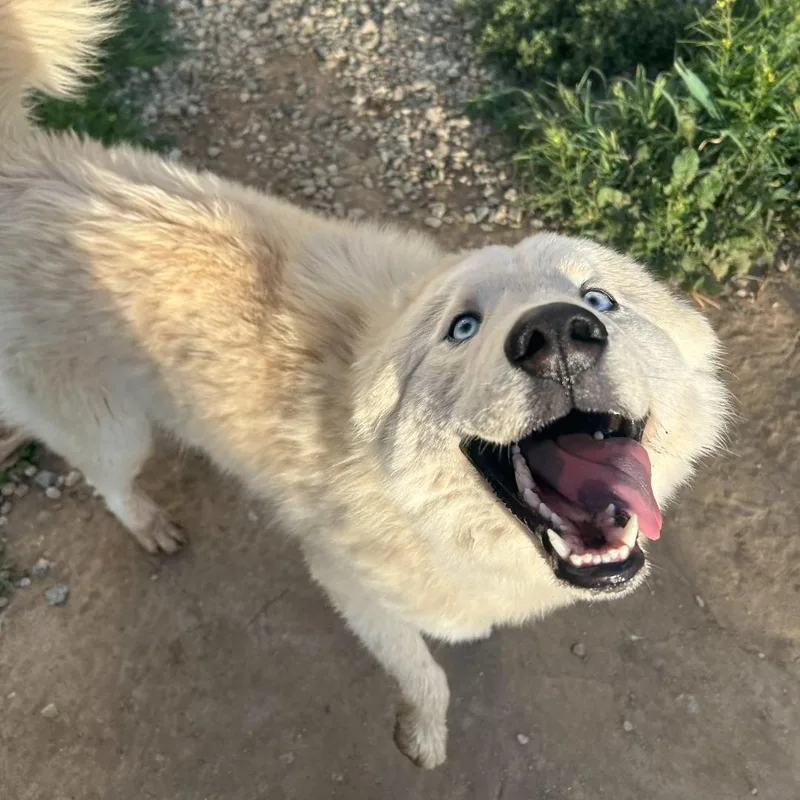 Pablo  Samoyedhusky Mix