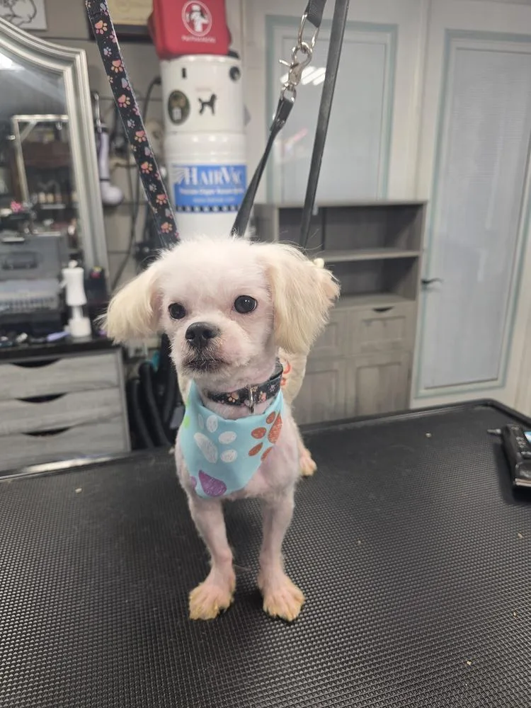 An adult small-sized male White / Cream Shih Tzu dog named Louie for adoption in Canton , GA