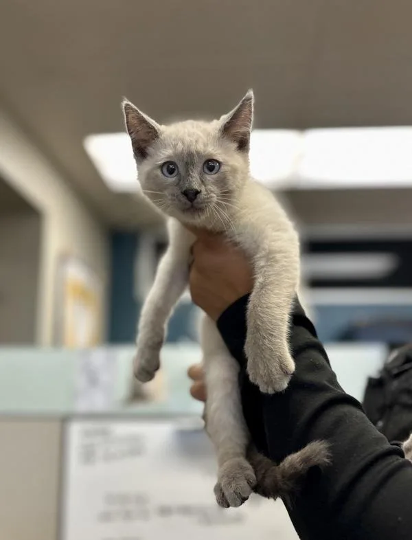 A baby small-sized male Siamese cat named Luke for adoption in Victorville, CA