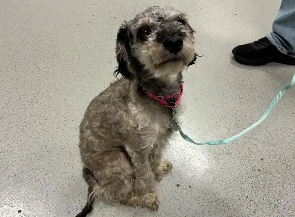 An adult small-sized male Mixed Breed dog named Old Fashioned Donut for adoption in Ridgewood, NY