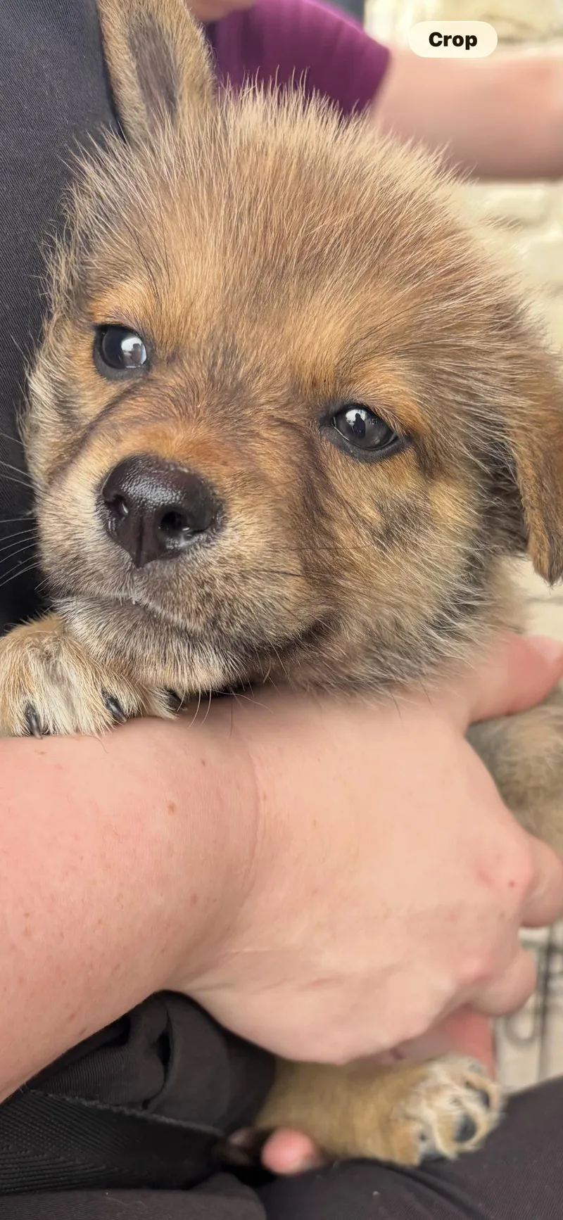 A baby small-sized female Pomeranian dog named Ms. Zena for adoption in Haslet, TX