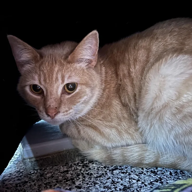 A young medium-sized female Buff / Tan / Fawn Domestic Short Hair cat named Study Hall for adoption in Mentor, OH