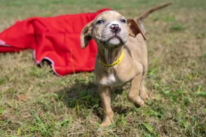A baby large-sized female Shepherd dog named Francesca for adoption in West Chester, PA