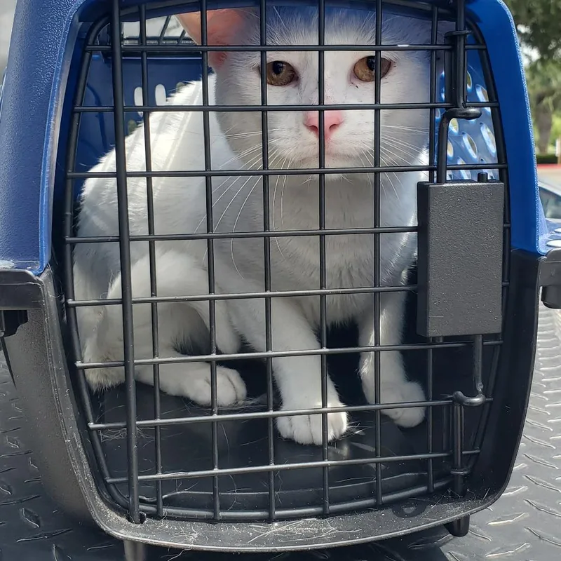 An adult medium-sized male White Domestic Short Hair cat named Cobain for adoption in Lake Jackson, TX
