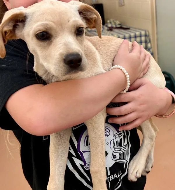 A baby small-sized female Chihuahua dog named Bella for adoption in Kennewick, WA