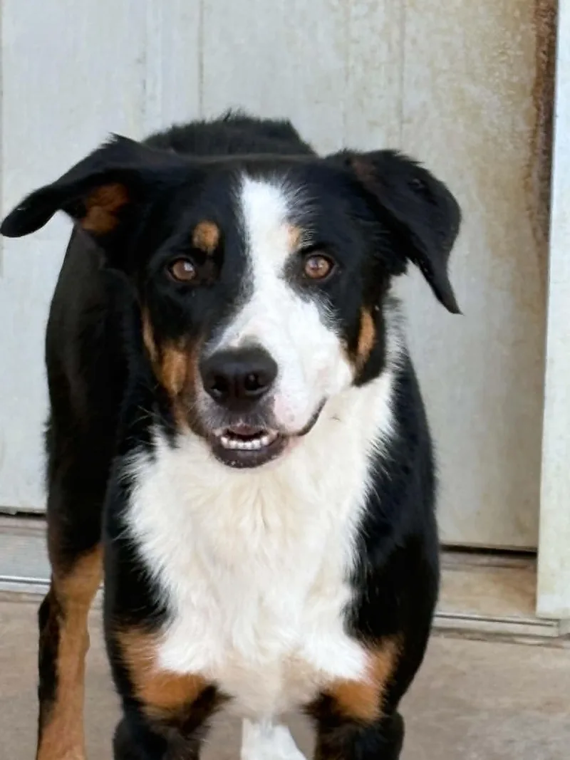 An adult medium-sized male Tricolor (Brown, Black, & White) Australian Shepherd dog named Giles for adoption in Wantagh, NY