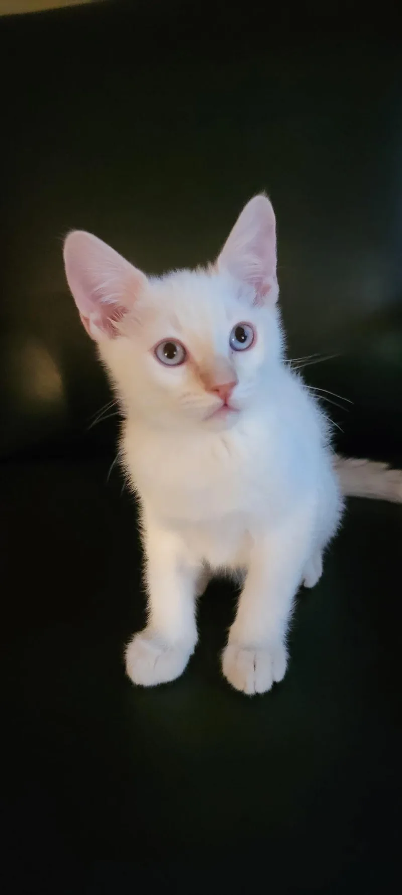 A baby small-sized male Domestic Short Hair cat named Dan for adoption in Fountain Hills, AZ