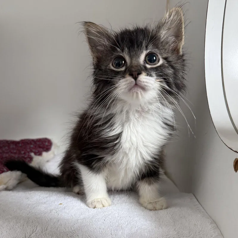 A baby small-sized female Brown / Chocolate Domestic Short Hair cat named Powdermelon for adoption in Oakland, CA