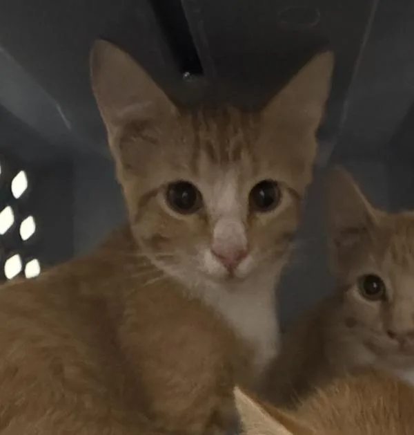 A baby small-sized male Domestic Short Hair cat named Cayenne for adoption in Des Moines, IA