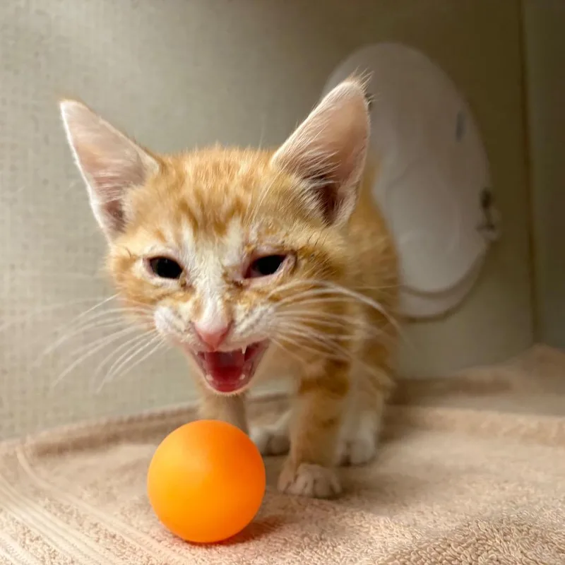 A baby small-sized male Orange / Red Domestic Short Hair cat named Katsu for adoption in Yuma, AZ