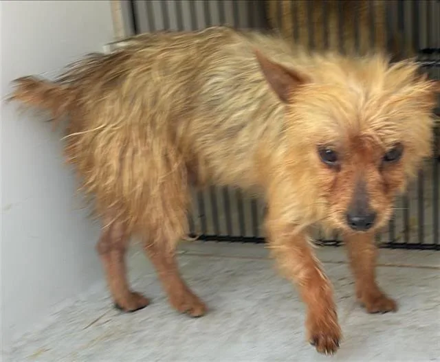 An adult small-sized male Yorkshire Terrier dog named A for adoption in Houston, TX