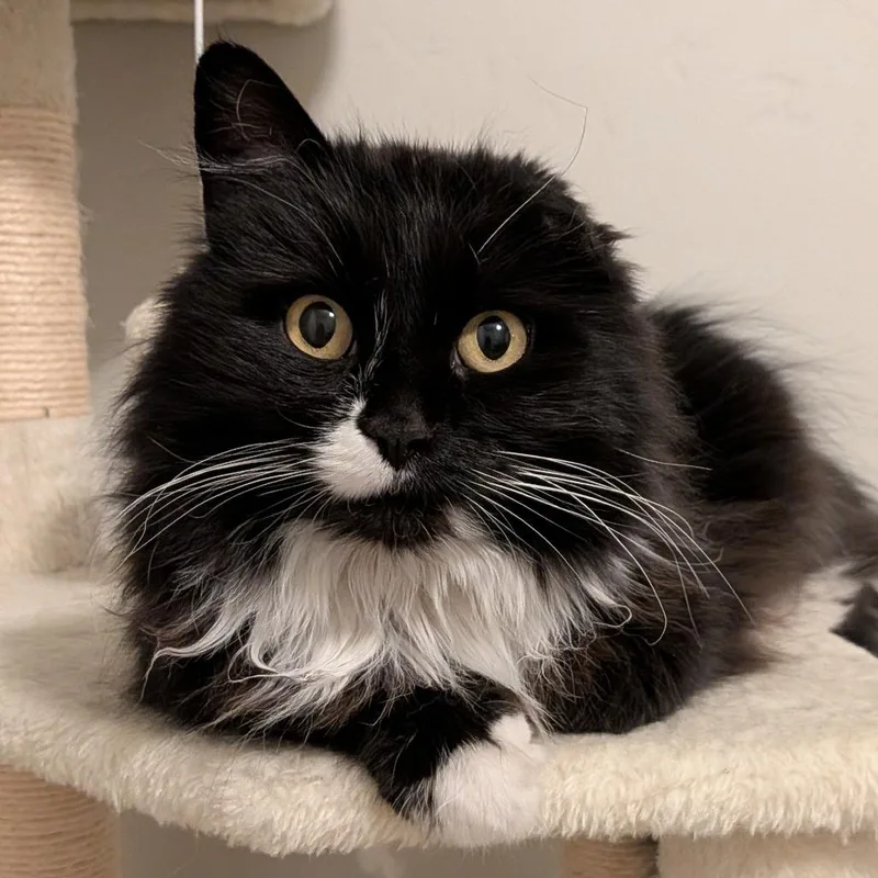 Bella