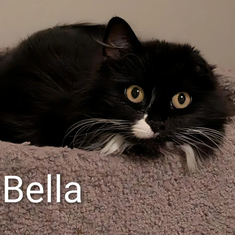 Bella thumbnail 2