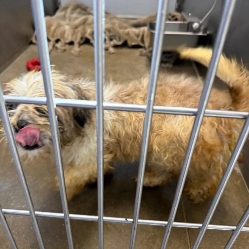 An adult small-sized male Mixed Breed dog named YORKStray for adoption in York, PA