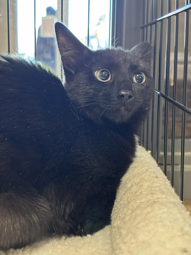 A young small-sized female Black Domestic Short Hair cat named Happy for adoption in Bedford, VA