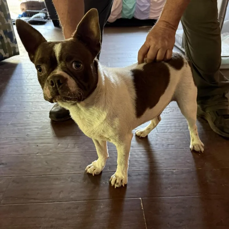 A young medium-sized male White / Cream Boston Terrier dog named Tommy for adoption in Alexandria, VA