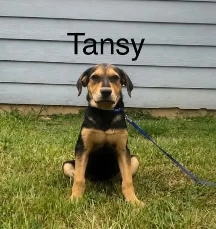 A baby medium-sized female Brown / Chocolate Retriever dog named Tansya for adoption in Norfolk, MA