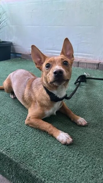 A young medium-sized male Chihuahua dog named Norman for adoption in Baldwin Park, CA