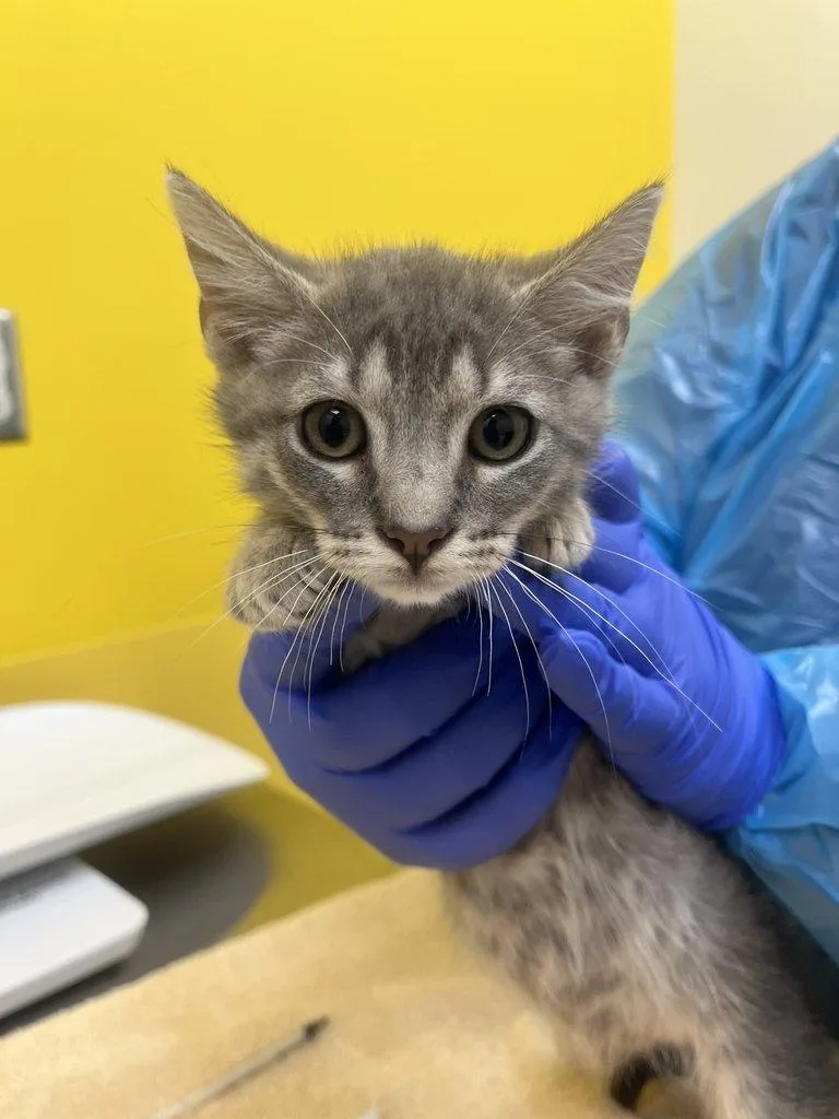 A baby small-sized male Tabby (Gray / Blue / Silver) Domestic Short Hair cat named Petrie for adoption in Raleigh, NC