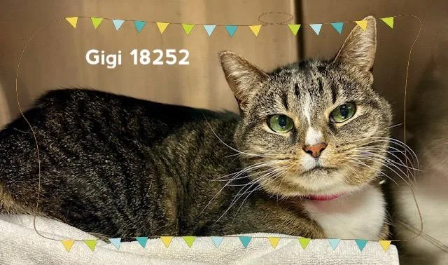 Gigi thumbnail 2