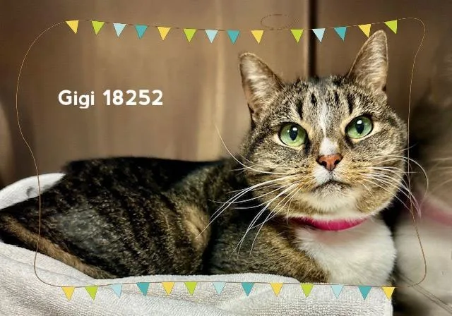 Gigi thumbnail 3