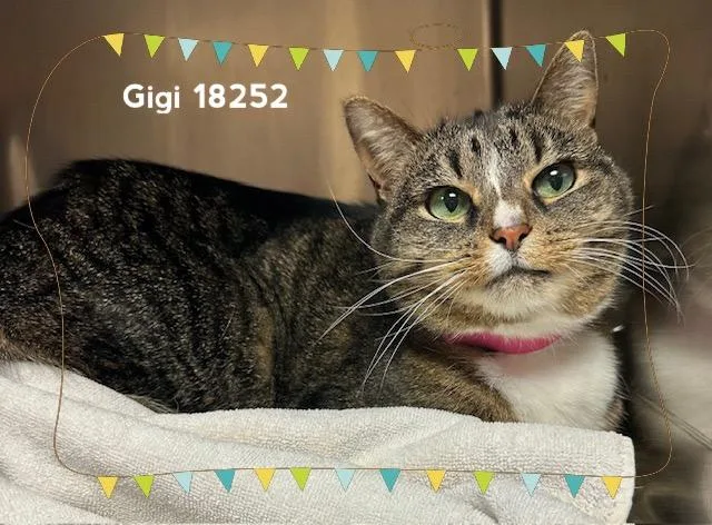 Gigi thumbnail 4