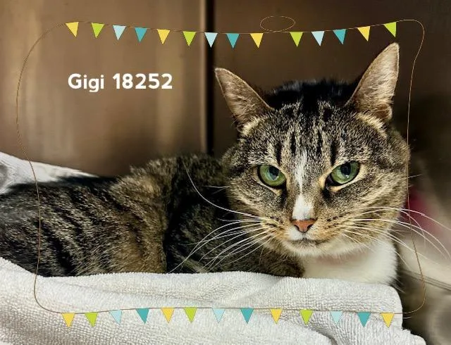 Gigi thumbnail 5
