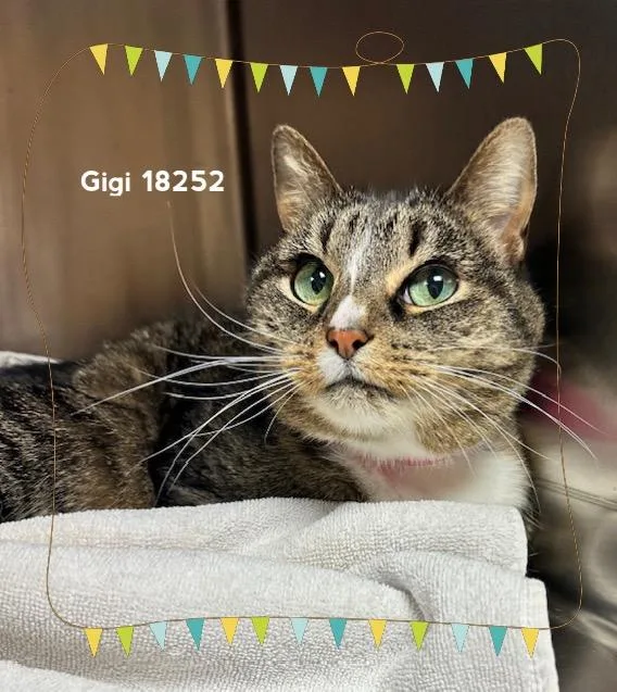 An adult medium-sized female Tabby (Brown / Chocolate) Domestic Short Hair cat named Gigi for adoption in Marietta, GA