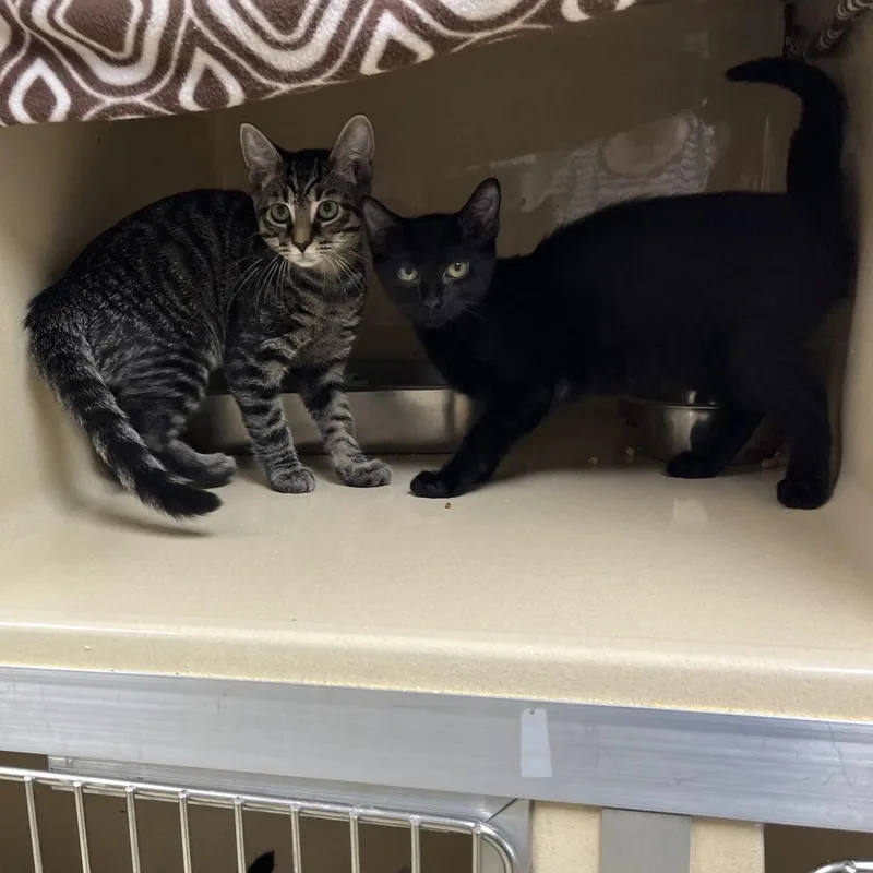 A baby medium-sized male Black Bombay cat named Gazpacho for adoption in Clarksville, VA