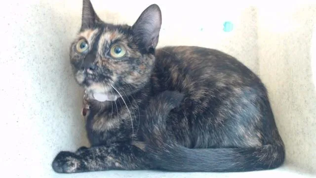 A young medium-sized female Domestic Short Hair cat named Lucy for adoption in Downey, CA