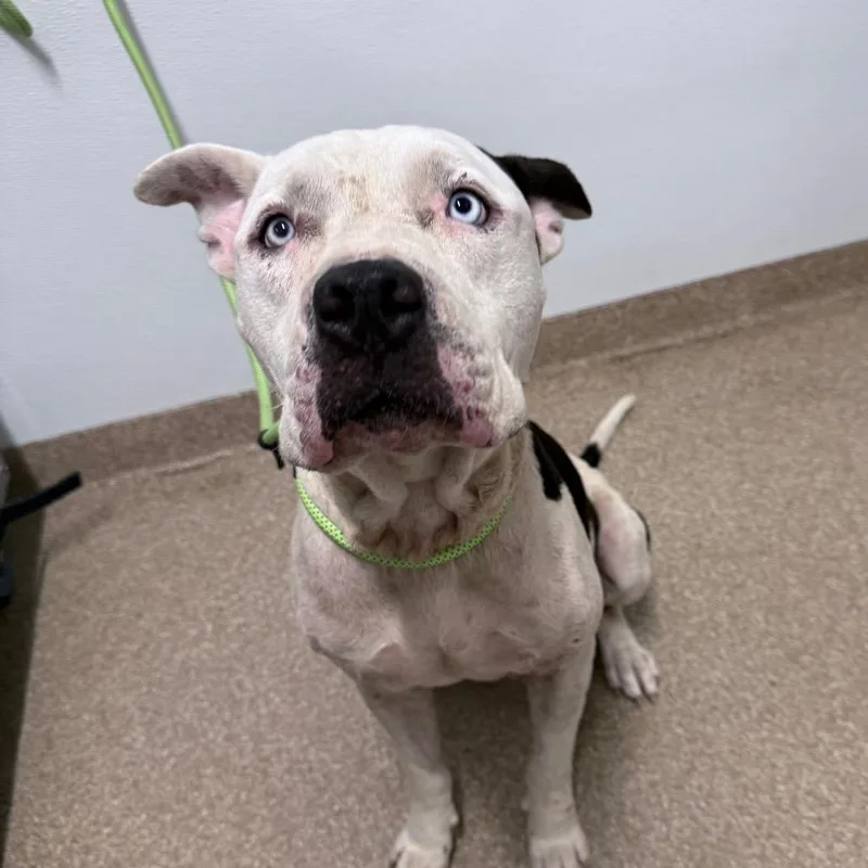 An adult medium-sized male Black American Staffordshire Terrier dog named Beluga for adoption in League City, TX