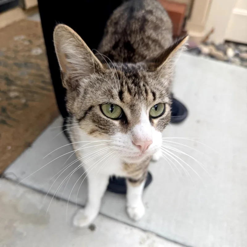 A young small-sized male White Domestic Short Hair cat named Fred for adoption in Long Beach, CA