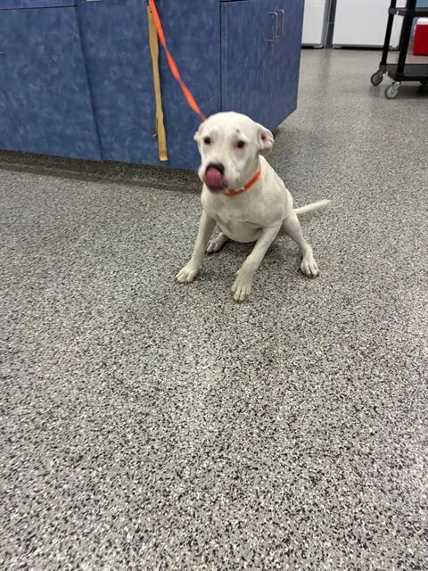 Bianco