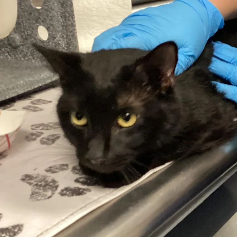An adult medium-sized male Black Domestic Short Hair cat named Cocoa for adoption in Greenville, SC