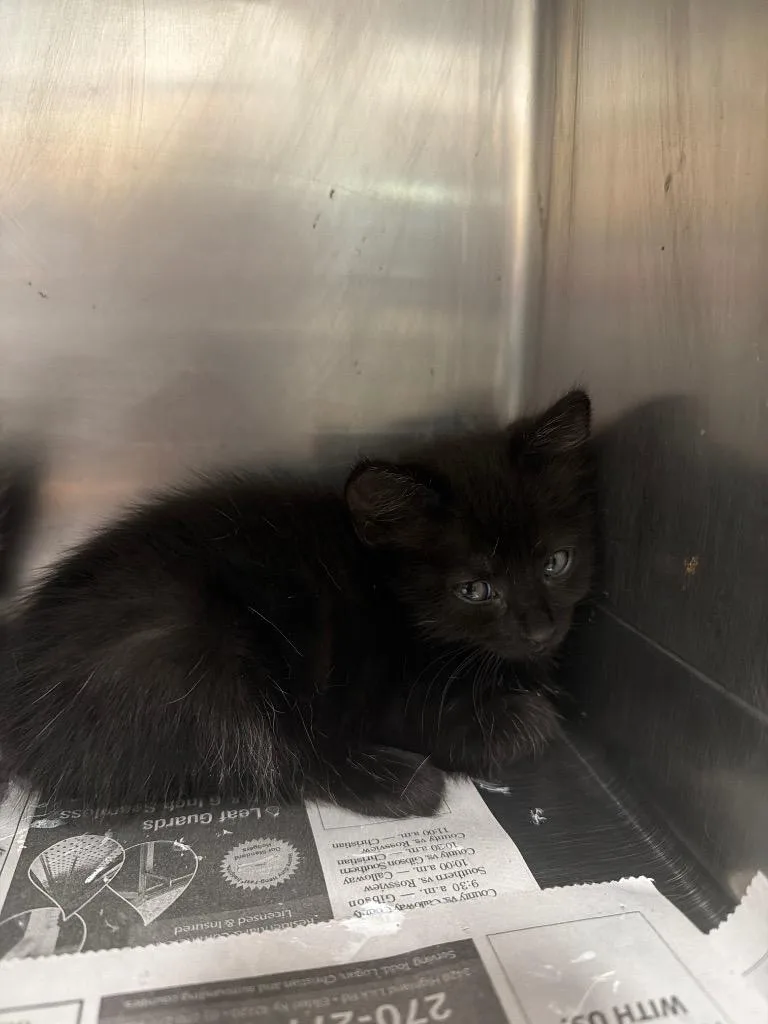 A baby small-sized male Domestic Short Hair cat named Thackery for adoption in Hopkinsville, KY
