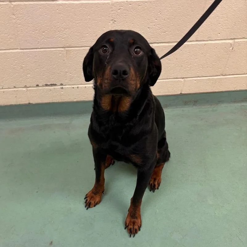 An adult medium-sized female Black Mixed Breed dog named Gi Gi for adoption in Memphis, TN