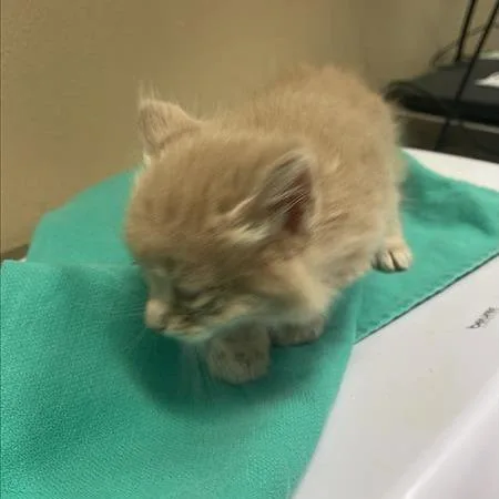 A baby small-sized male Orange / Red Domestic Medium Hair cat named Festival for adoption in Tacoma, WA