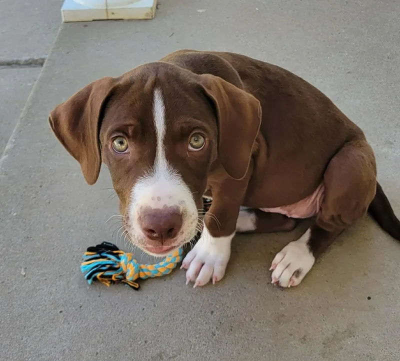 A baby small-sized male Tricolor (Brown, Black, & White) Mixed Breed dog named Boone for adoption in Amherst, NY