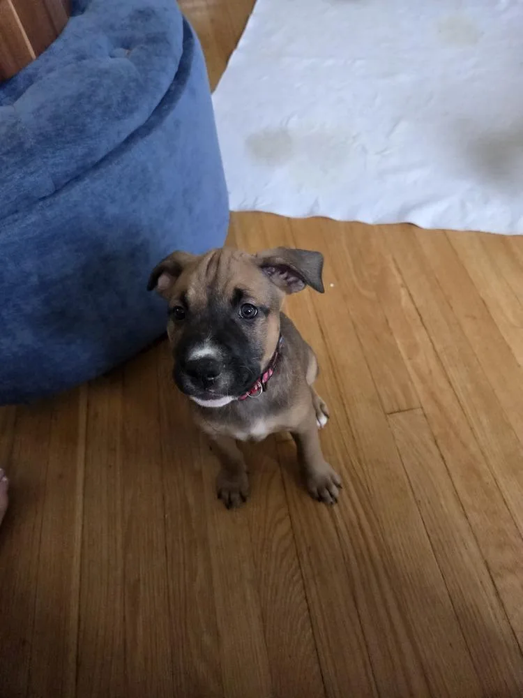 A baby medium-sized female Brown / Chocolate Mixed Breed dog named Charlotte for adoption in Lincoln Park, MI