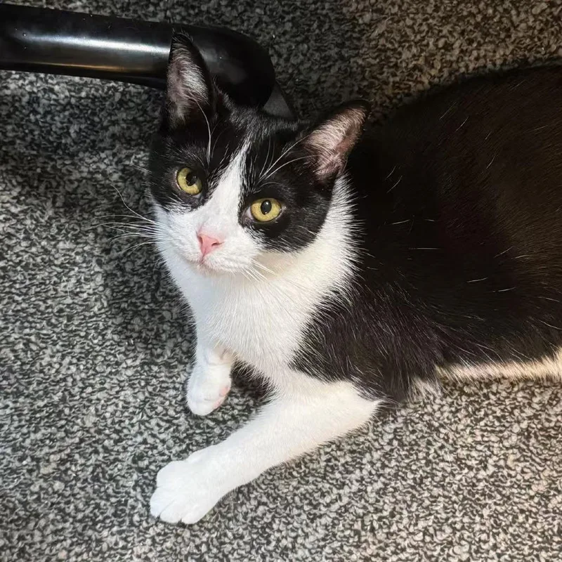 A young medium-sized male Black Domestic Short Hair cat named Zorro for adoption in Gibsonia, PA